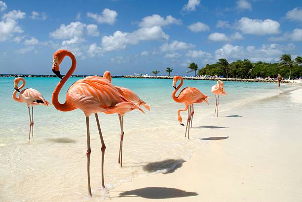 Flamencos en Aruba